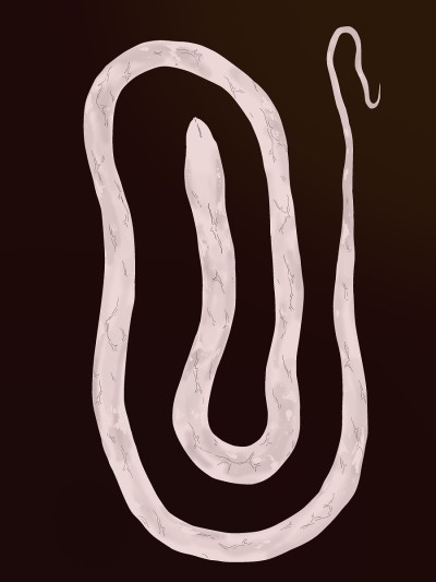 White Snake